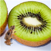 Tadpoles in kiwi — nayan