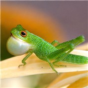 Fropper — RickLaMesa