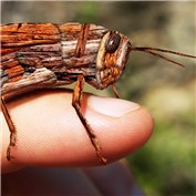 Wooden grasshopper — alicinam