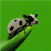 cow bug — ch123
