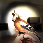 Cowbird — saqqarasaq