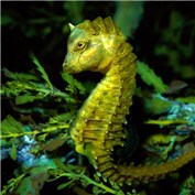 Hippocampus — Manosart