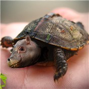 Baby Hippurtle — IcyAll
