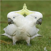Cockatoo confused — Walter19891