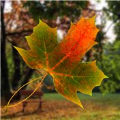Autumn Leaf — MALindsey