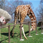 Giraffe foolish .. — Tawfiq