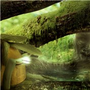 Hidden world — Leobarros