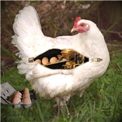 Battery hen — penuf