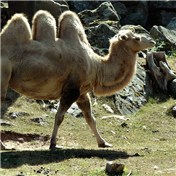 Camel — bjorngustavsson