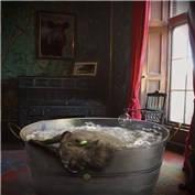 The Warthog's Bath — senzoa
