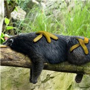 The Sloth — oyagen