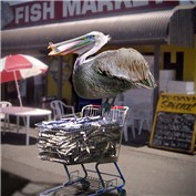 Don't Shop When You're Hungry — IcyAll