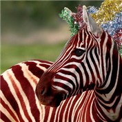 Zebra — kate7819