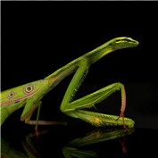 Strange Mantis — LloydDallas