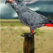 Eagle Parabbit — Jonatanogrish