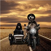 Rider bears — carlito1914