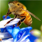 Bee Ver — philcheese