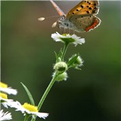 Lepuslepidoptera — DigitalNanna