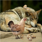 The wolf with ken and chicken — avivdaire