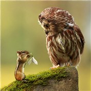 Peaceful Predators and Prey 3