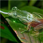 Chop A Frog 9
