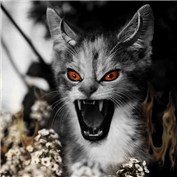 Angry Cat — Graphshot