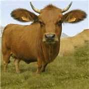 mini cow — marshal1978