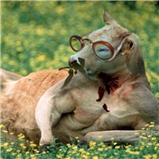 Beef Kangaroo"  waiting for her " — avivdaire