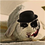 DON BUNNY — thinkmac
