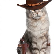 Angry Cat — sheble