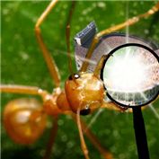 Ant's Dream — MrRubPA
