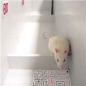 Animal Dreams 3