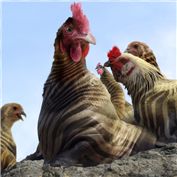 Chicken � Zebra � Lion Marine — JoJa