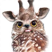Hoot — No Shoes On