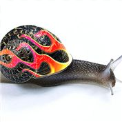 Speedy Snail — TastyArmageddon