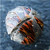 tiger worm — sagayaraj