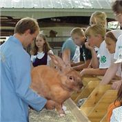 Rabbit Show — Qatmandu