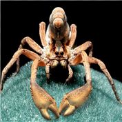 spider crab — spikefrommi
