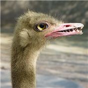 Toothed Ostrich — Drorak