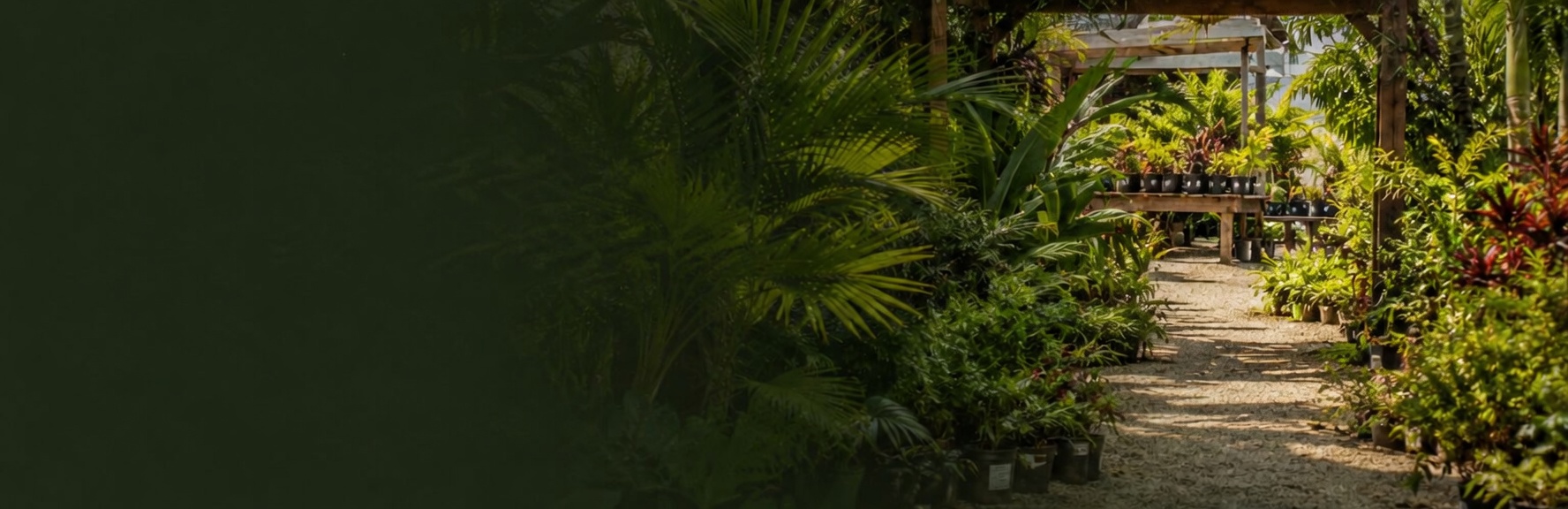 Tropical plants inside Ward's Garden Centre greenhouse