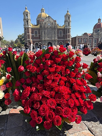 Roses and the Old Basilica