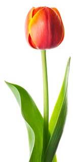 Tulip