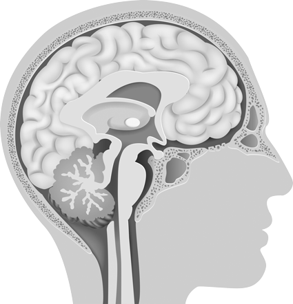 TLP_BrainAreas
