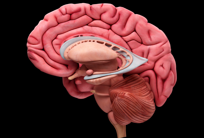 amygdala844
