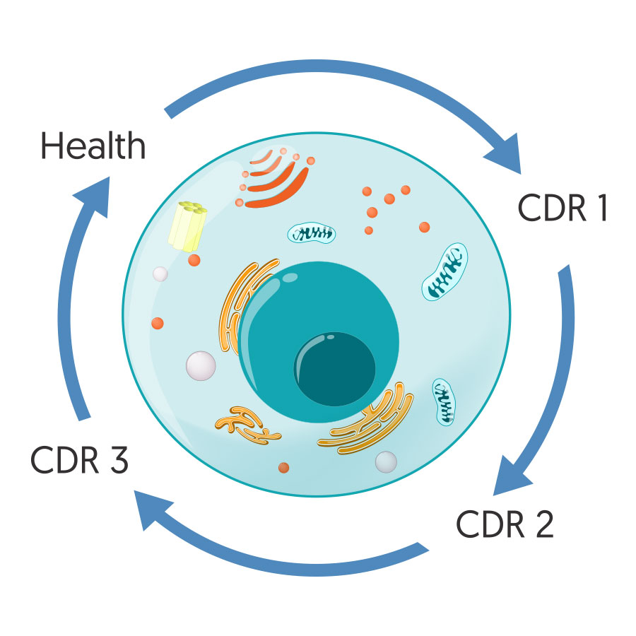 Cell Danger Response Cycle
