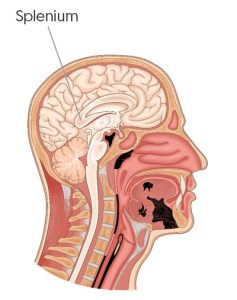 Nonverbal Learning Disability & Splenium