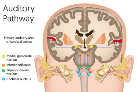 Auditory Pathway