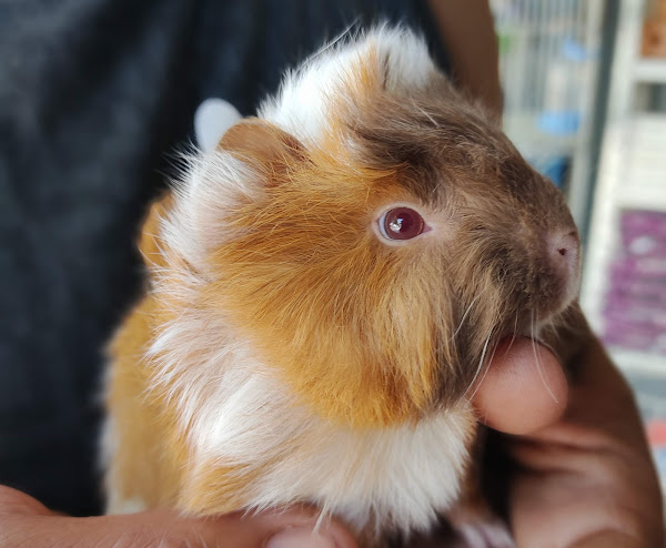 Foto 3 Comercial Pássaros - Casa de Rações