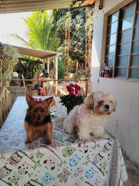 Foto 1 Primo Pet - Petshop Online