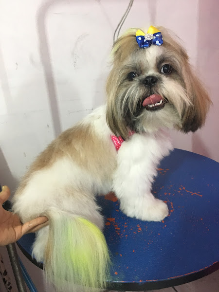 Tutto Pet Shop & Clínica Veterinária